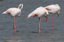 Camargue