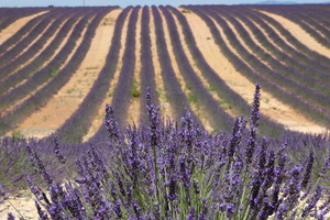 Lavanda nel Luberon