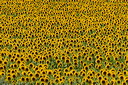 Girasoli