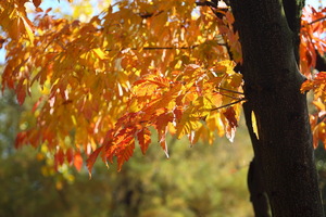 Autunno ad Appiano