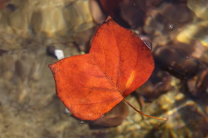 Autunno ad Appiano