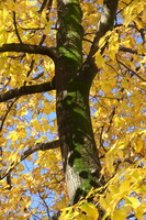 Autunno ad Appiano
