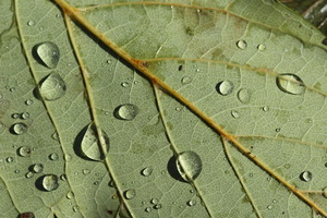 Autunno ad Appiano