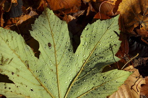 Autunno ad Appiano