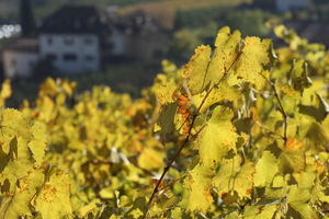 Autunno ad Appiano