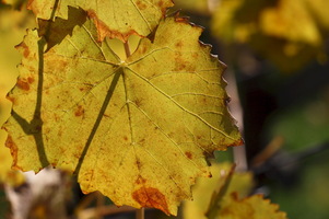Autunno ad Appiano