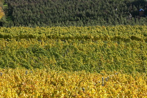 Autunno ad Appiano
