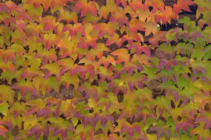 Autunno ad Appiano