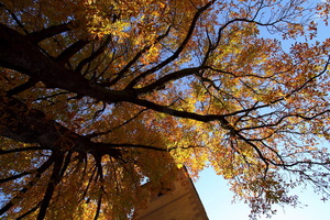 Autunno ad Appiano