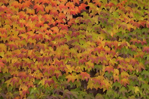 Autunno ad Appiano