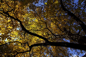 Autunno ad Appiano