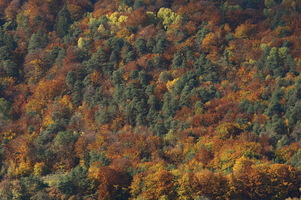 Autunno ad Appiano