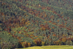 Autunno ad Appiano