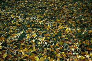 Autunno ad Appiano