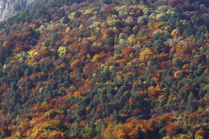 Autunno ad Appiano