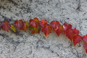 Autunno ad Appiano