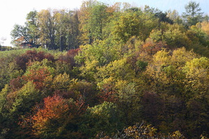 Autunno ad Appiano