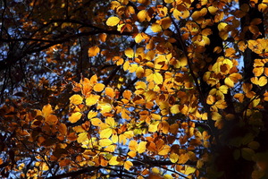 I colori dell'Autunno