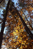 I colori dell'Autunno