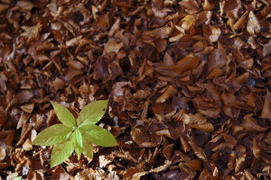 I colori dell'Autunno