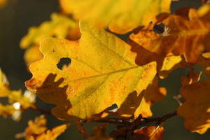 I colori dell'Autunno