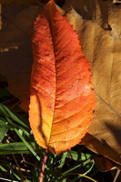 I colori dell'Autunno