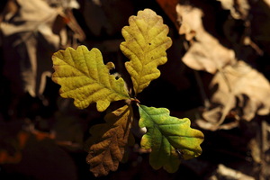 I colori dell'Autunno