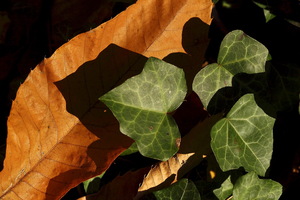 I colori dell'Autunno