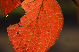 I colori dell'Autunno