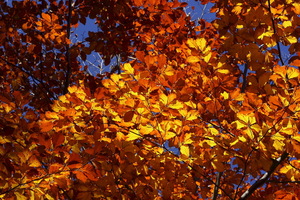 I colori dell'Autunno