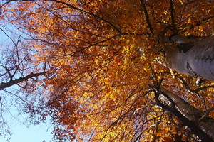 I colori dell'Autunno
