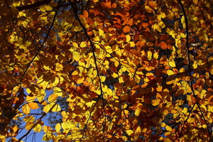 I colori dell'Autunno