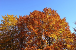 I colori dell'Autunno
