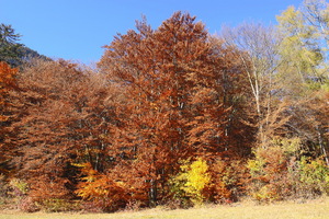 I colori dell'Autunno
