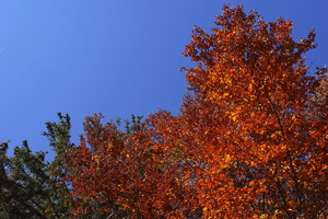 I colori dell'Autunno