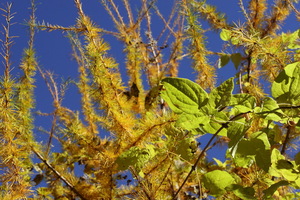 I colori dell'Autunno