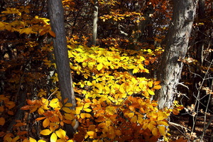 I colori dell'Autunno