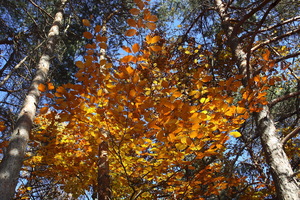 I colori dell'Autunno