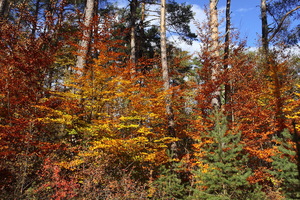 I colori dell'Autunno