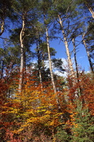 I colori dell'Autunno