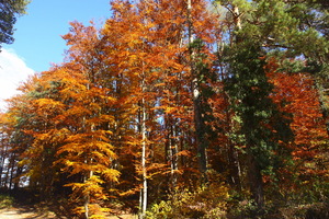 I colori dell'Autunno