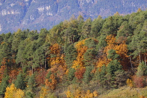 I colori dell'Autunno