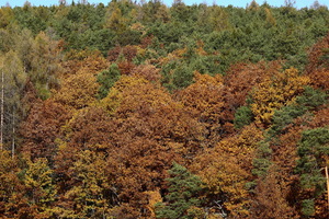 I colori dell'Autunno
