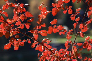 I colori dell'Autunno