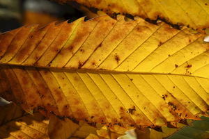 I colori dell'Autunno