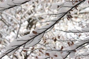Inverno