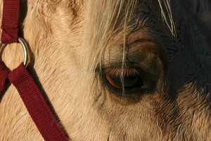 Cavallo a Don