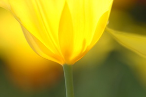 Tulipano in controluce