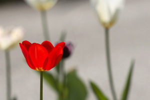 Fiori e foglie