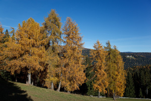 Larici